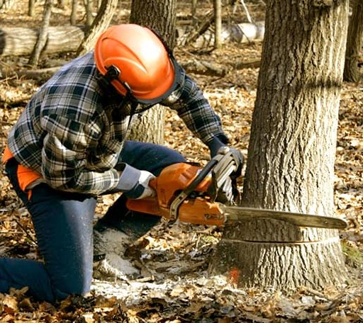 Tree Removal in Parchman, MS